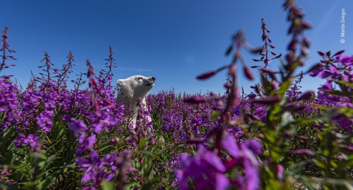«Среди цветов», автор Мартин Грегус. (Courtesy of Martin Gregus / Wildlife Photographer of the Year)