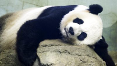Спящая гигантская панда Мей Зян в Смитсоновском национальном зоопарке, 23 августа 2015 года. (Jacquelyn Martin/AP Photo)