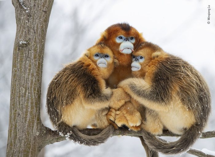 «Золотые объятия», автор Минцян Лу. (Courtesy of Minqiang Lu / Wildlife Photographer of the Year)