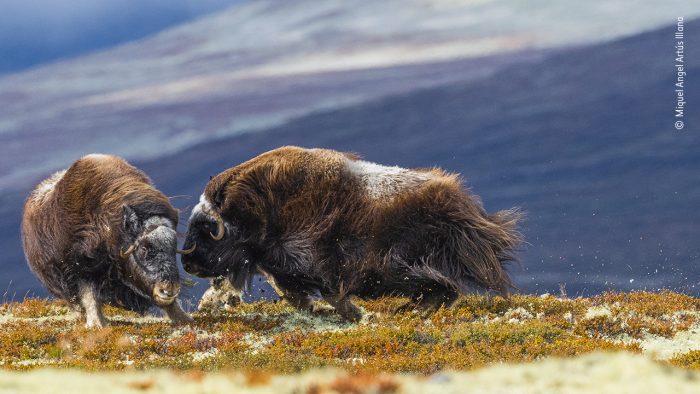«Голова к голове», автор Микел Анхел Артус Иллана. (Courtesy of Miquel Angel Artús Illana / Wildlife Photographer of the Year)