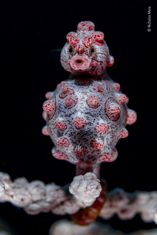 «Крепкая хватка», автор Николас Мор. (Courtesy of Nicholas More / Wildlife Photographer of the Year)