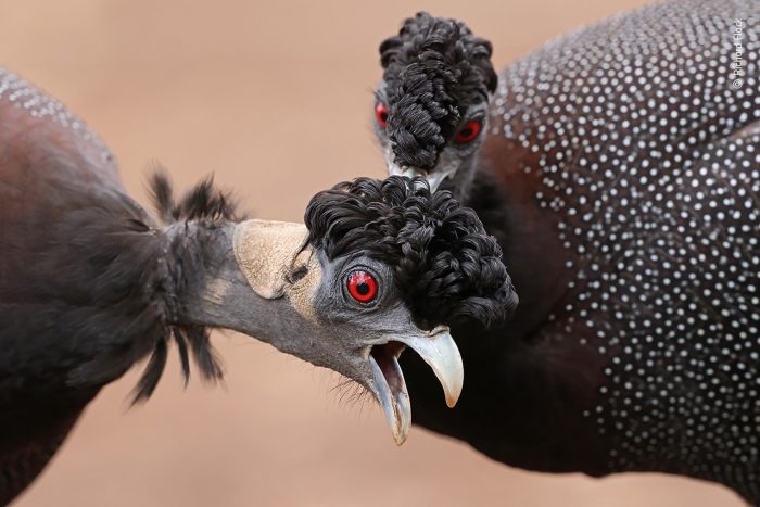 «Вот это пятно!», автор Ричард Флэк. (Courtesy of Richard Flack / Wildlife Photographer of the Year)