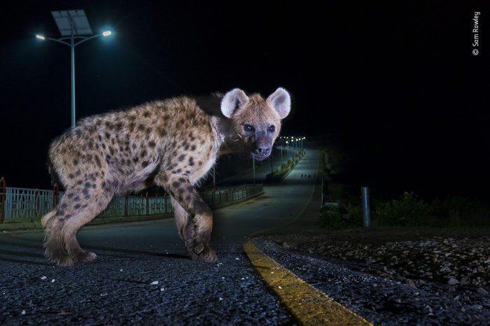 «Шоссе гиен», автор Сэм Роули. (Courtesy of Sam Rowley / Wildlife Photographer of the Year)