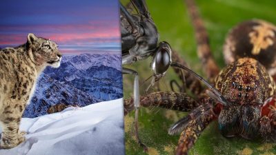 Слева: (Courtesy of Sascha Fonseca / Wildlife Photographer of the Year); Справа: (Courtesy of Roberto García-Roa / Wildlife Photographer of the Year)