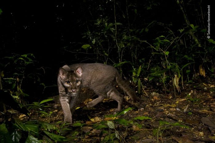 «Неуловимый золотой кот», автор Себастьян Кеннеркнехт. (Courtesy of Sebastian Kennerknecht / Wildlife Photographer of the Year)