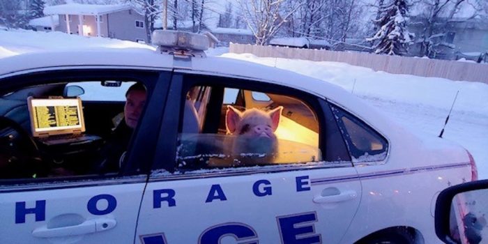 (Courtesy of Anchorage Police Department)