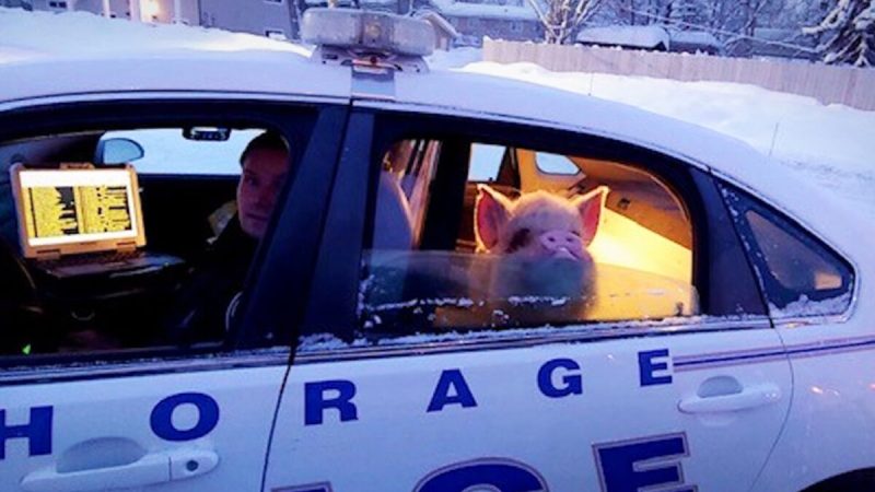 (Courtesy of Anchorage Police Department)