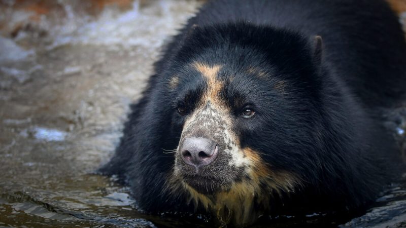 (Courtesy of Saint Louis Zoo)