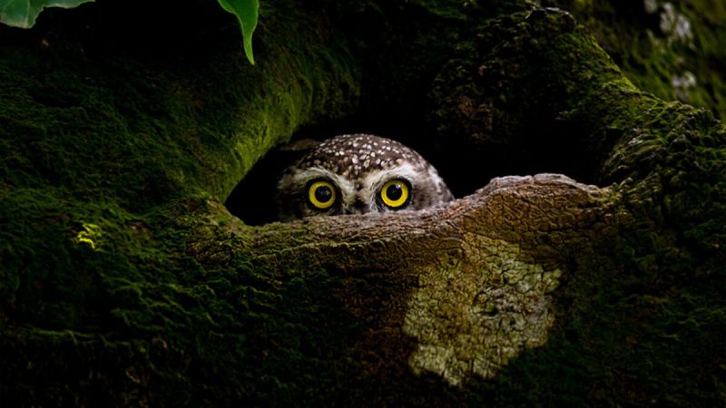 (Предоставлено Protap Shekhor Mohanto, Бангладеш, лауреатом национальной премии/2023 Sony World Photography Awards)