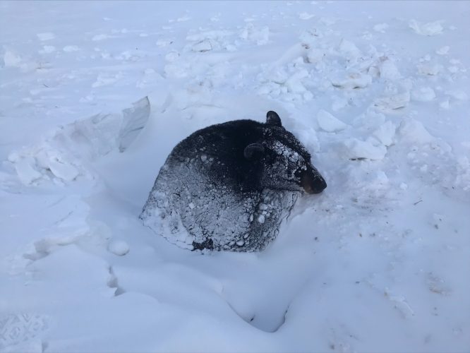 (Courtesy of Minnesota DNR)