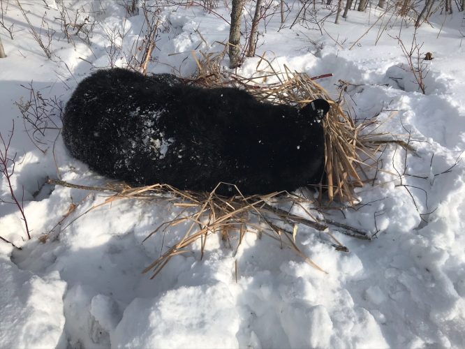 (Courtesy of Minnesota DNR)