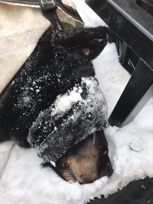 (Courtesy of Minnesota DNR)