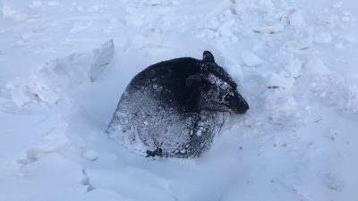 (Courtesy of Minnesota DNR)