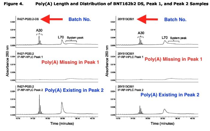 Пик 1 лишён хвостов Poly (A). (EMA)