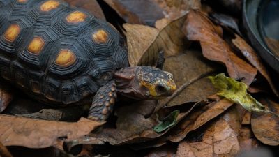 Фото: bergslay/pixabay.com/Pixabay License