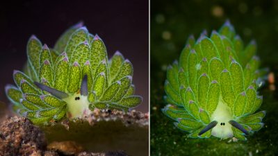 Фотографии очаровательных морских слизней, похожих на барашков