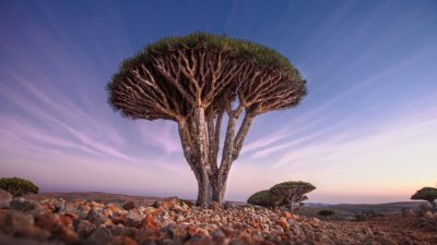 (Michail_Vorobyev/Shutterstock)