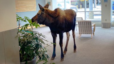 (Providence Alaska via AP)