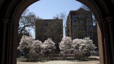 Цветущие деревья в Нью-Хейвене, штат Коннектикут, США. (Christopher Capozziello/Getty Images)
