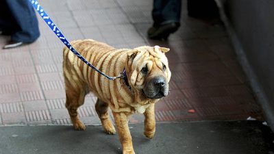 собака