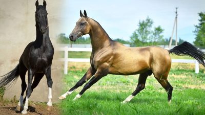 (arthorse/Shutterstock)