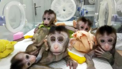 Пять клонированных макак в научно-исследовательском учреждении в Шанхае 27 ноября 2018 г. и выпущены на свободу 24 января 2019 г. Институтом неврологии Китайской академии наук. Китайские ученые заявили, что эти пять макак были клонированы от одного животного, у которого генетически было спроектировано расстройство сна, и заявили, что это может помочь в исследованиях психологических проблем человека. (AFP via Getty Images)
