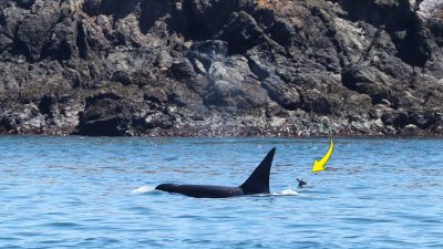 (Courtesy of Naturalist Sam Murphy of Island Adventures)
