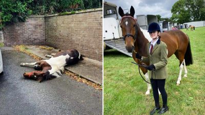 (Courtesy of My Lovely Horse Rescue)