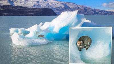 (Courtesy of Luis Alejandro Acharez)