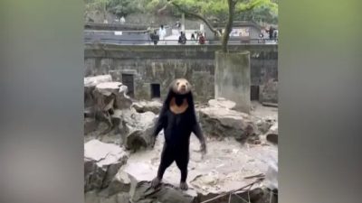 Солнечный медведь в зоопарке Ханчжоу в городе Ханчжоу, Китай, 5 апреля 2022 года, кадр из видеозаписи. (AP/Screenshot via NTD)

