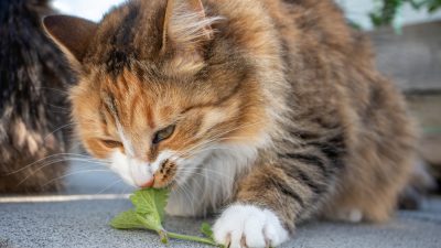 У многих кошек имеется ген, который притягивает их к мяте. (Софикэт/Shutterstock)