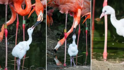 (CourtesyofWhipsnadeZoo)