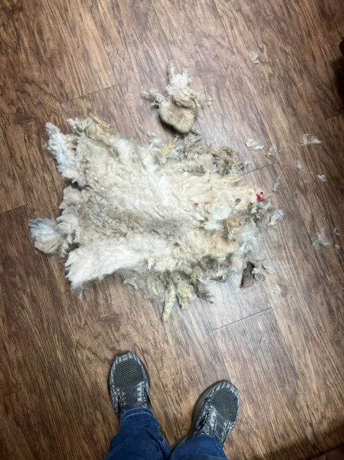 Мэтт потерял около 1,5 кг шерсти. (Courtesy of Tori Houston and South Plains SPCA)
