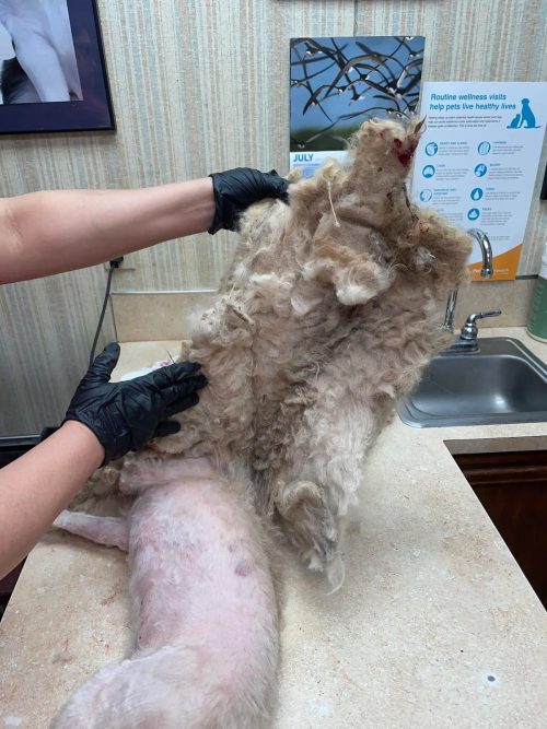 (Courtesy of Tori Houston and South Plains SPCA)