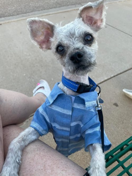 Мэтт после своего преображения. (Courtesy of Tori Houston and South Plains SPCA)