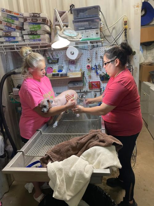 (Courtesy of Tori Houston and South Plains SPCA)