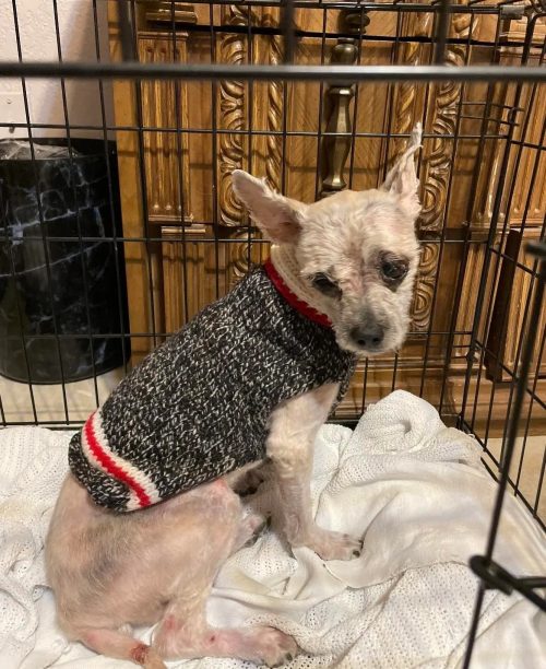 (Courtesy of Tori Houston and South Plains SPCA)