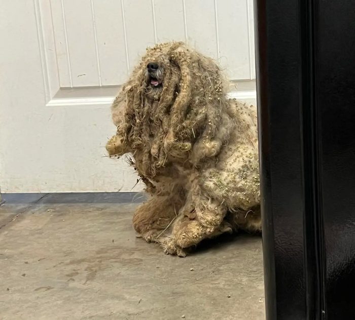 (Courtesy of Tori Houston and South Plains SPCA)