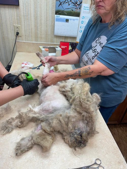 Мэтт во время бритья. (Courtesy of Tori Houston and South Plains SPCA)