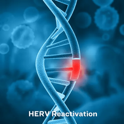 Реактивация HERV. (Shutterstock)