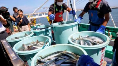 Рыбаки выгружают морепродукты, выловленные при морском траловом промысле, в порту Мацукаваура в городе Сома, префектура Фукусима, 1 сентября 2023 года (STR/JIJI Press/AFP via Getty Images)
