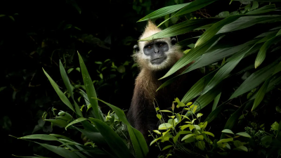 (© Thomas Vijayan/Courtesy of All About Photo)