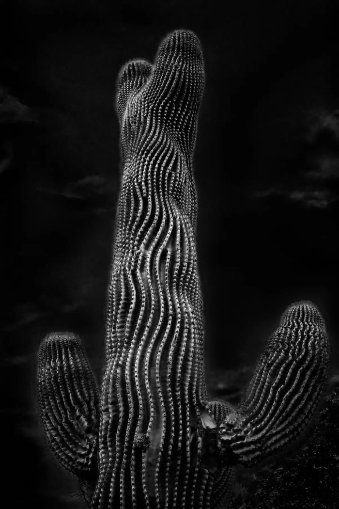 «Гуччи», автор Лев Л. Спиро. (© Lev L. Spiro/Courtesy of All About Photo)