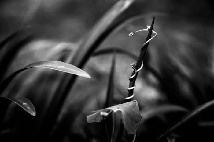 Tendril, Келли ОЛири (© Kelly O’Leary/Courtesy of All About Photo).