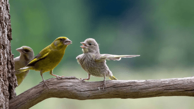 (©Jacek Stankiewicz / Comedy Wildlife Photography Awards 2023)
