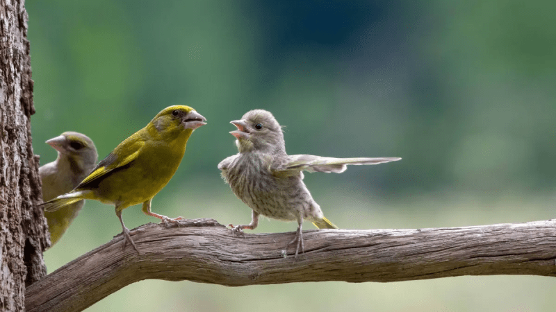 (©Jacek Stankiewicz / Comedy Wildlife Photography Awards 2023)