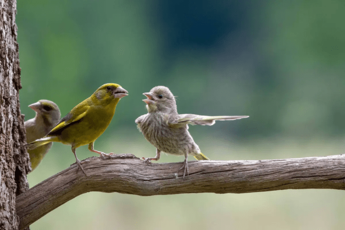 Спор. (©Jacek Stankiewicz / Comedy Wildlife Photography Awards 2023)