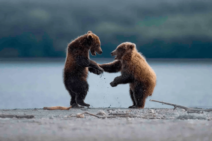 Плюшевые приятели. (©Thomas Vijayan / Comedy Wildlife Photography Awards 2023)
