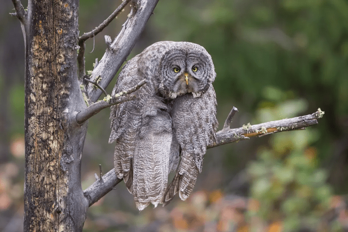 Понедельничная хандра. (© Джон Блюменкамп / Comedy Wildlife Photography Awards 2023)