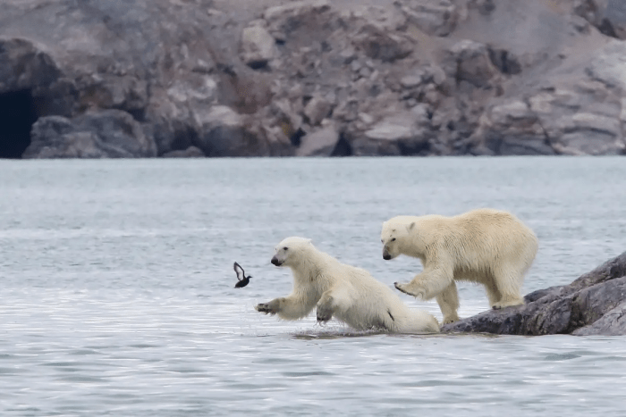 На старт, внимание, марш. (©Brigitte Alcalay Macron / Comedy Wildlife Photography Awards 2023)